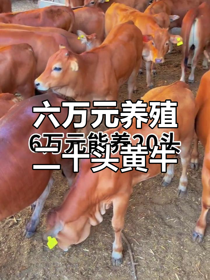 西藏最新线上套医保的黄牛是真的吗方法分析(最方便真实的西藏线上套医保的黄牛是真的吗能报销吗方法)